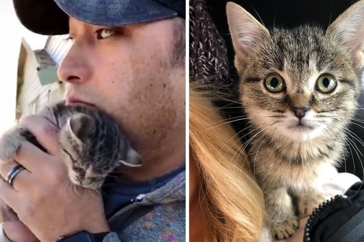 Man Saves Kitten from Junk Pile and Discovers She Stays Small and Won't Leave Shoulders