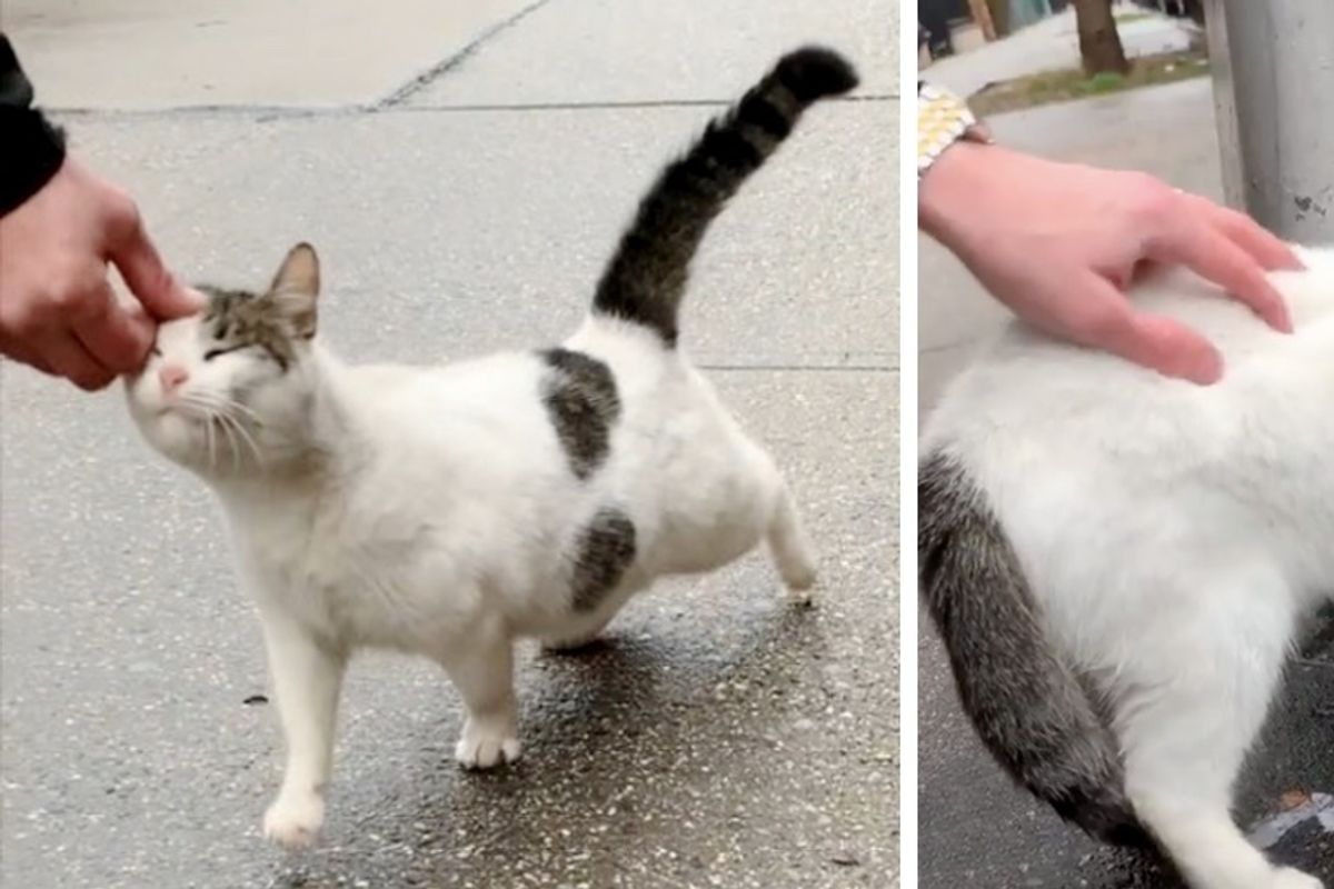 Cat Runs Up to Rescuers, Begging for Love As She No Longer Wants to Be on the Streets