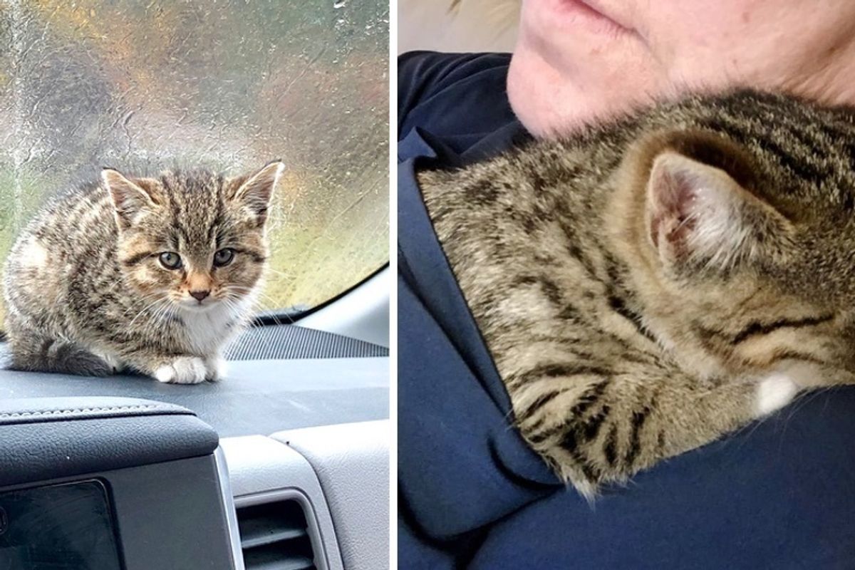 Woman Saves Kitten Abandoned in Parking Lot and Finds Her a New Friend She Always Wanted