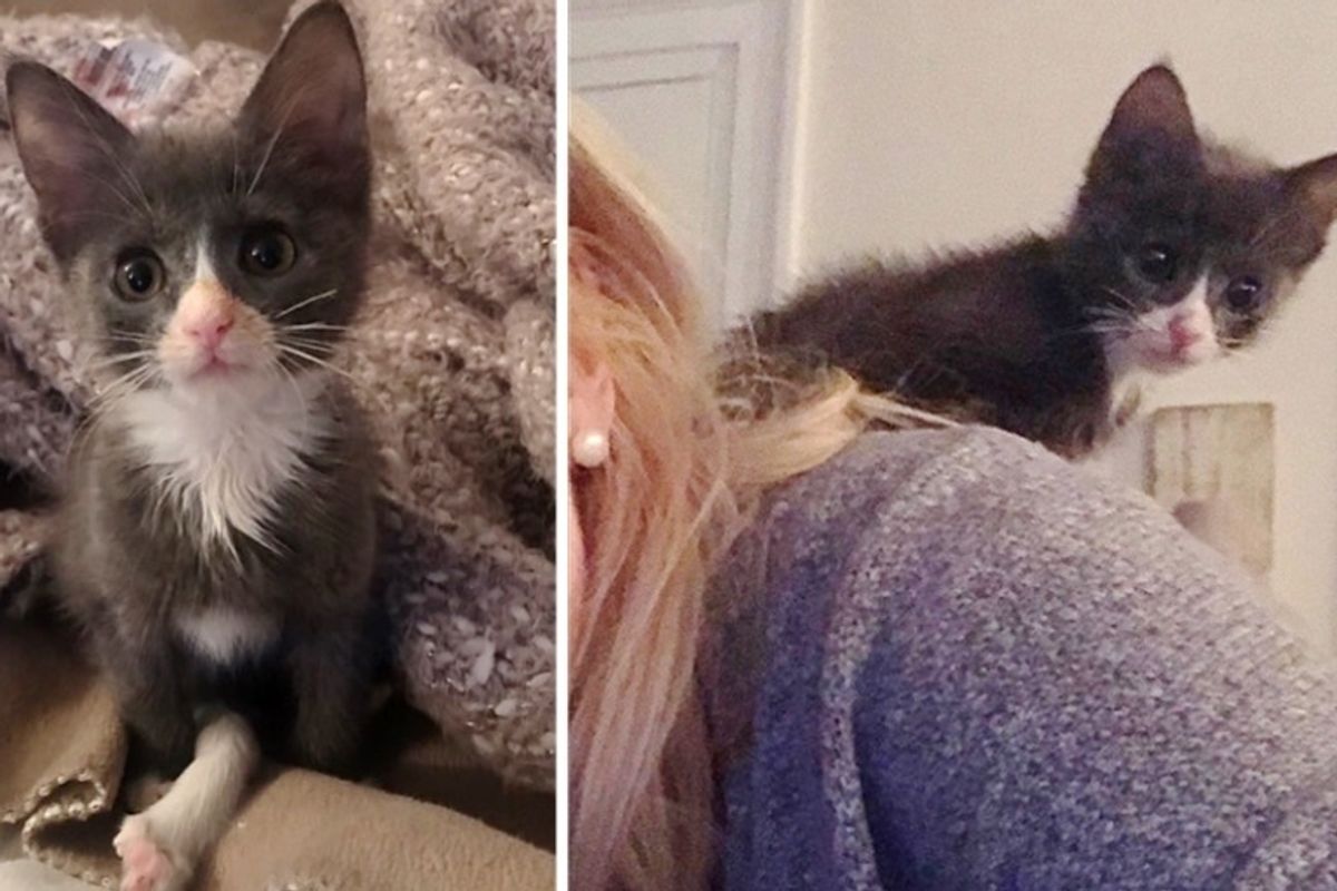 Kitten Born with Extra Long Leg Proves She Can Do Anything Just Like Other Cats