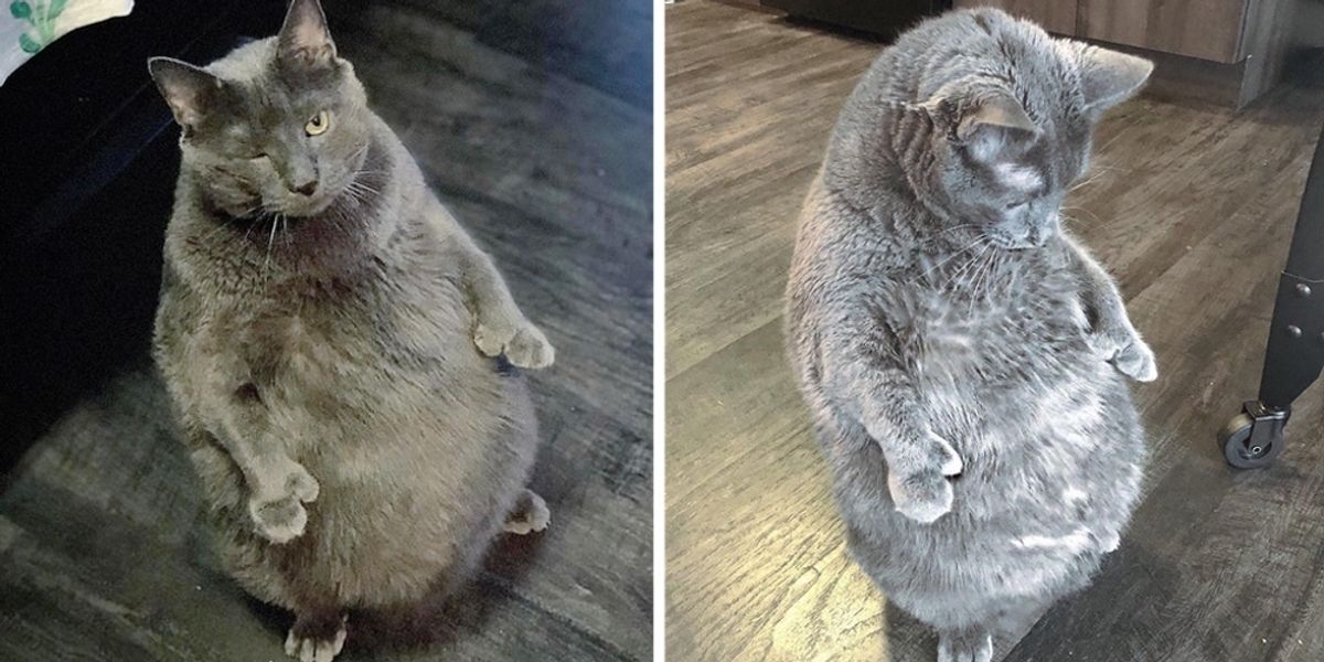 Cat Who Loves to Stand Like a Human, Achieves Nearly 20% Weight Loss ...