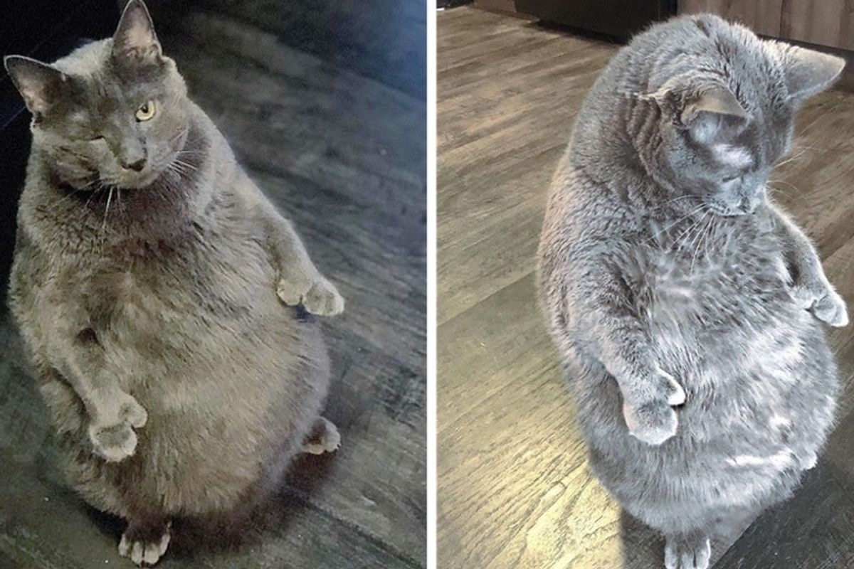 Cat Who Loves to Stand Like a Human, Achieves Nearly 20% Weight Loss Since Being Adopted