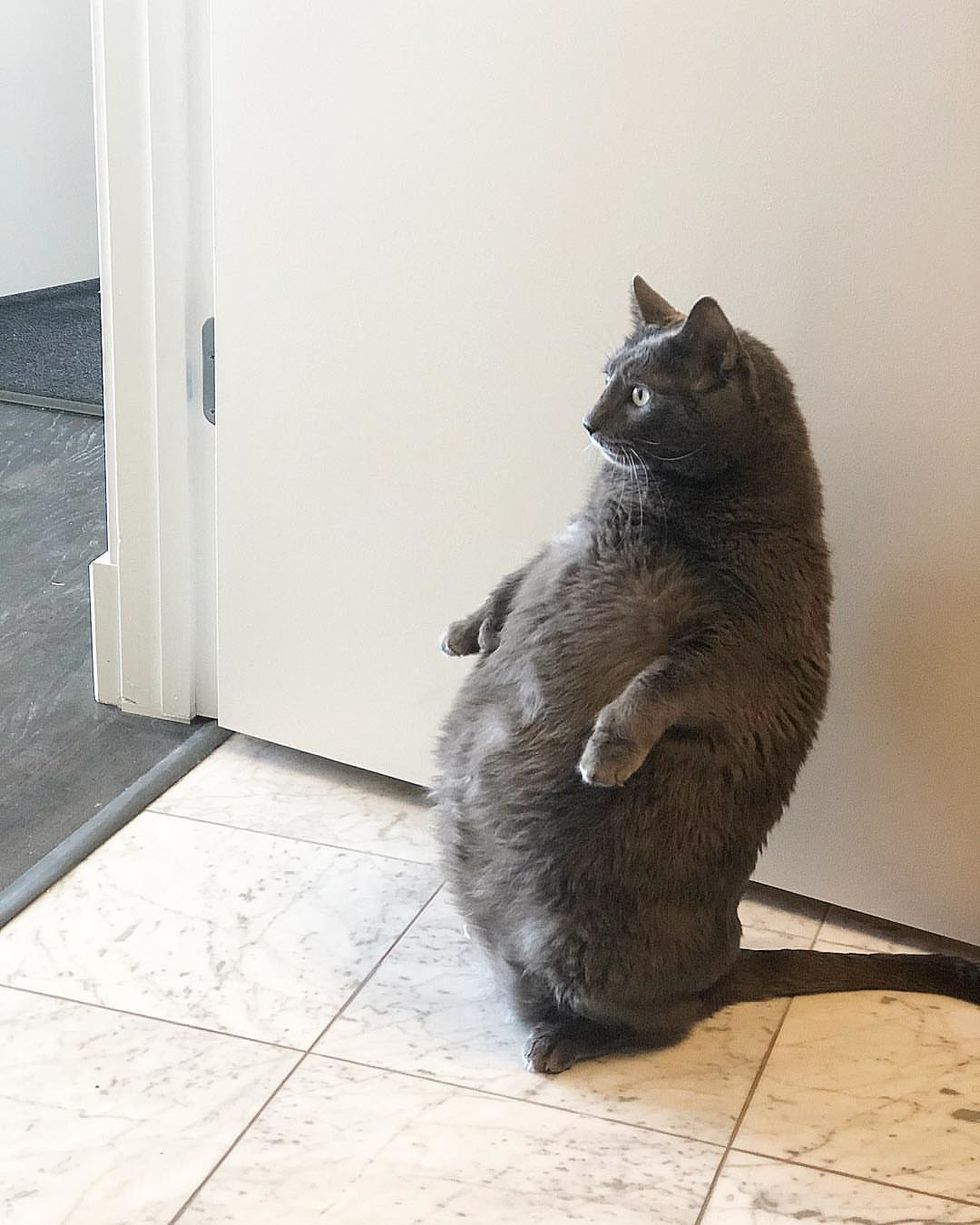 Cat Who Loves to Stand Like a Human, Achieves Nearly 20 Weight Loss