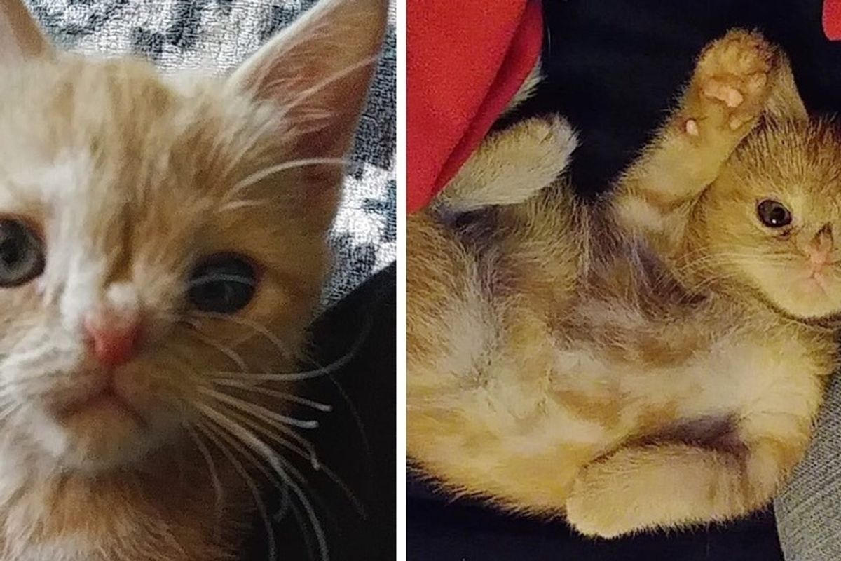 Woman Saved Kitten Born Special and Tried to Find Her Home But the Kitty Had a Different Plan