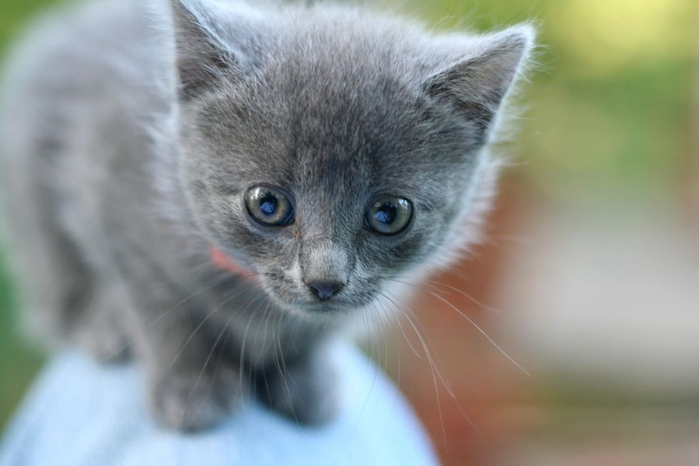 How A Kitten Helped Me Find A Kindred Spirit
