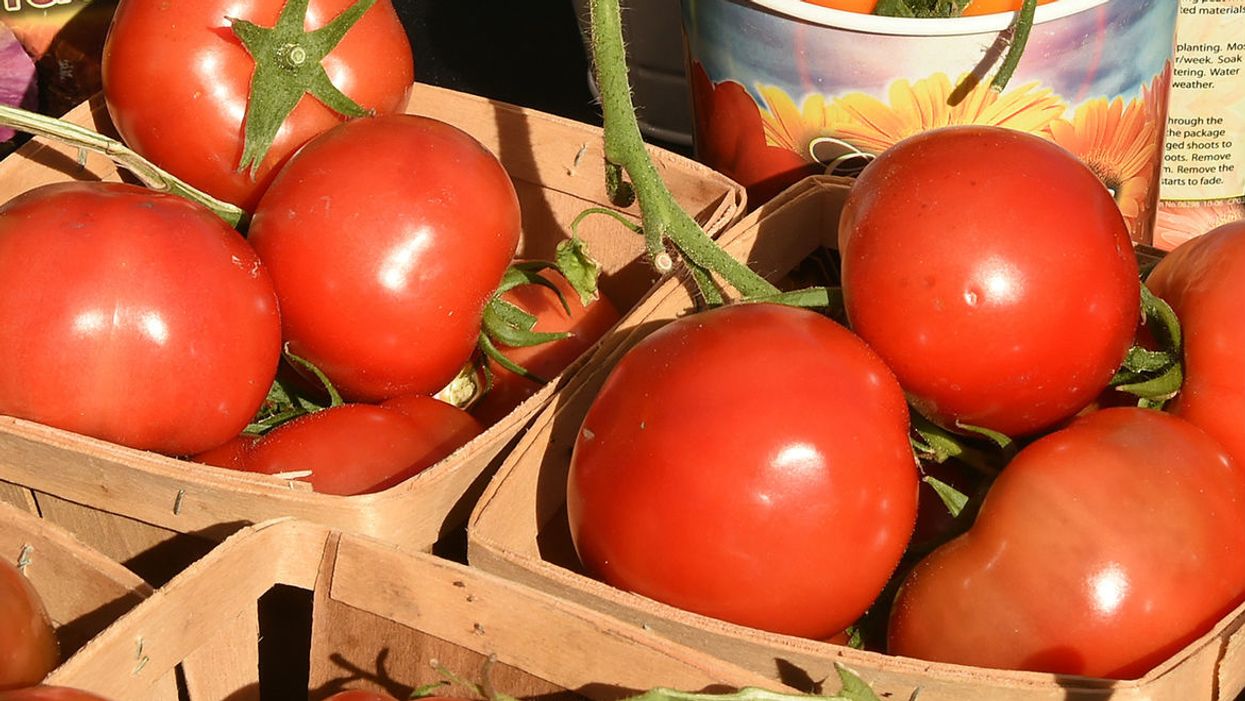 Scientists are working to grow spicy tomatoes so our sandwiches will have more kick