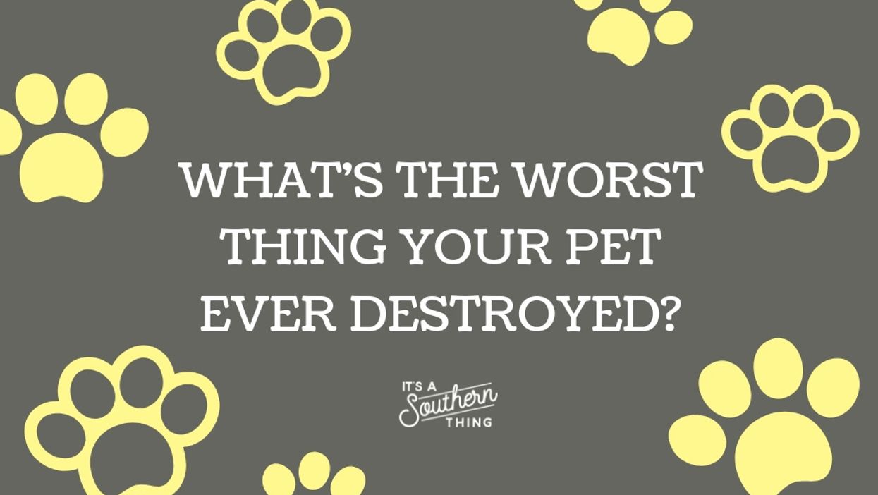 From dentures to diamonds, here are the worst things your pets have destroyed