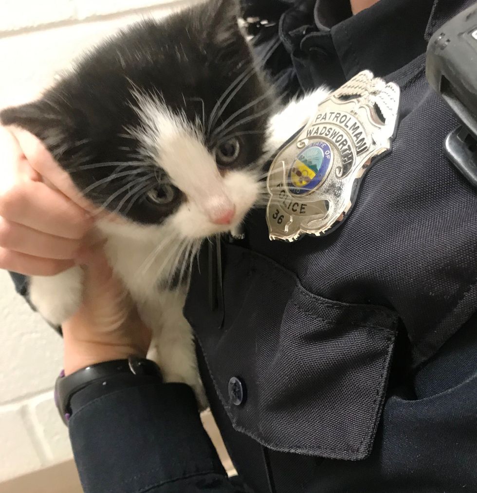 Officer Saves Stray Kitten that Wandered into a House, the Kitty is ...