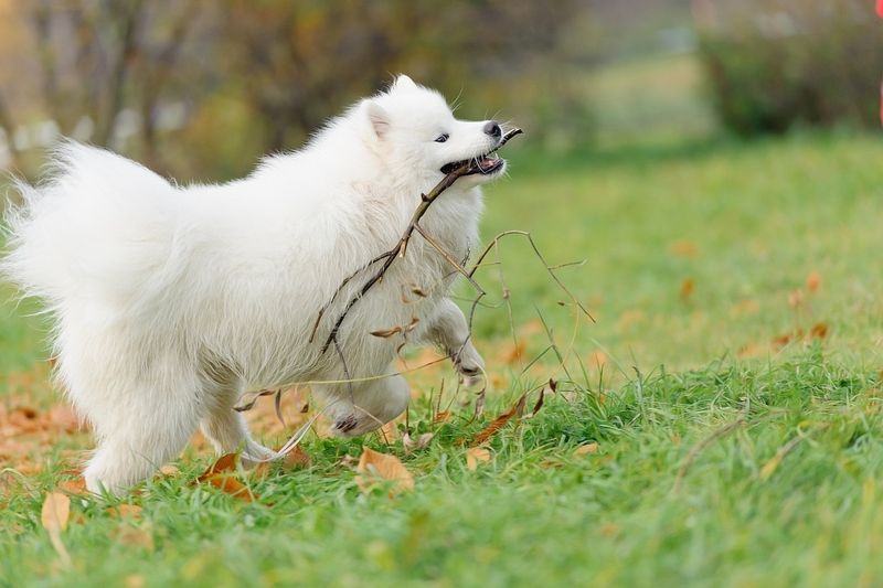 are samoyed dogs expensive