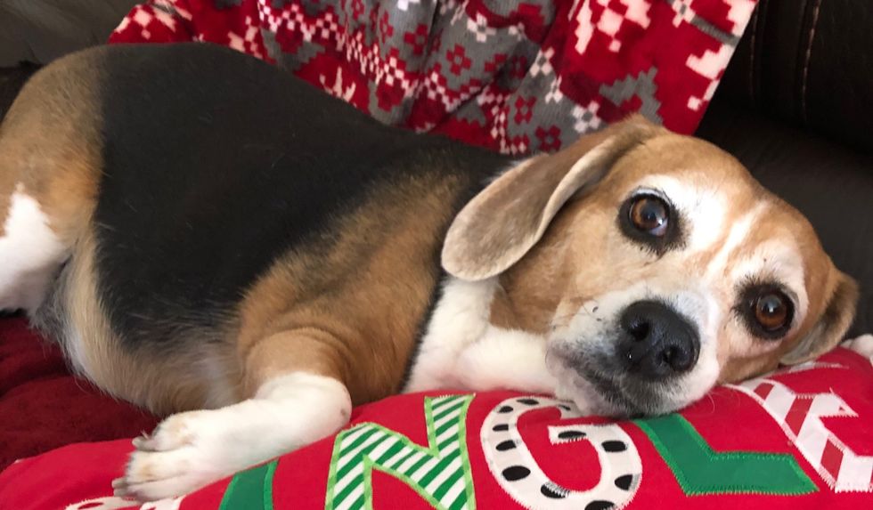 6 Things You Know To Be True If You're Obsessed With Your Dog
