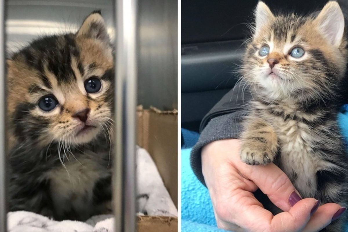 Woman Saves Kitten Found Wandering the Streets Alone, and Changes His Life Forever