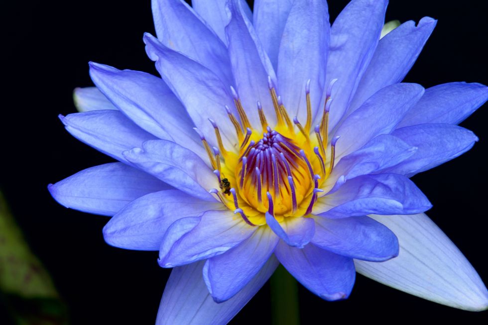 The Water Lilies Artwork Had Me Stop In My Tracks