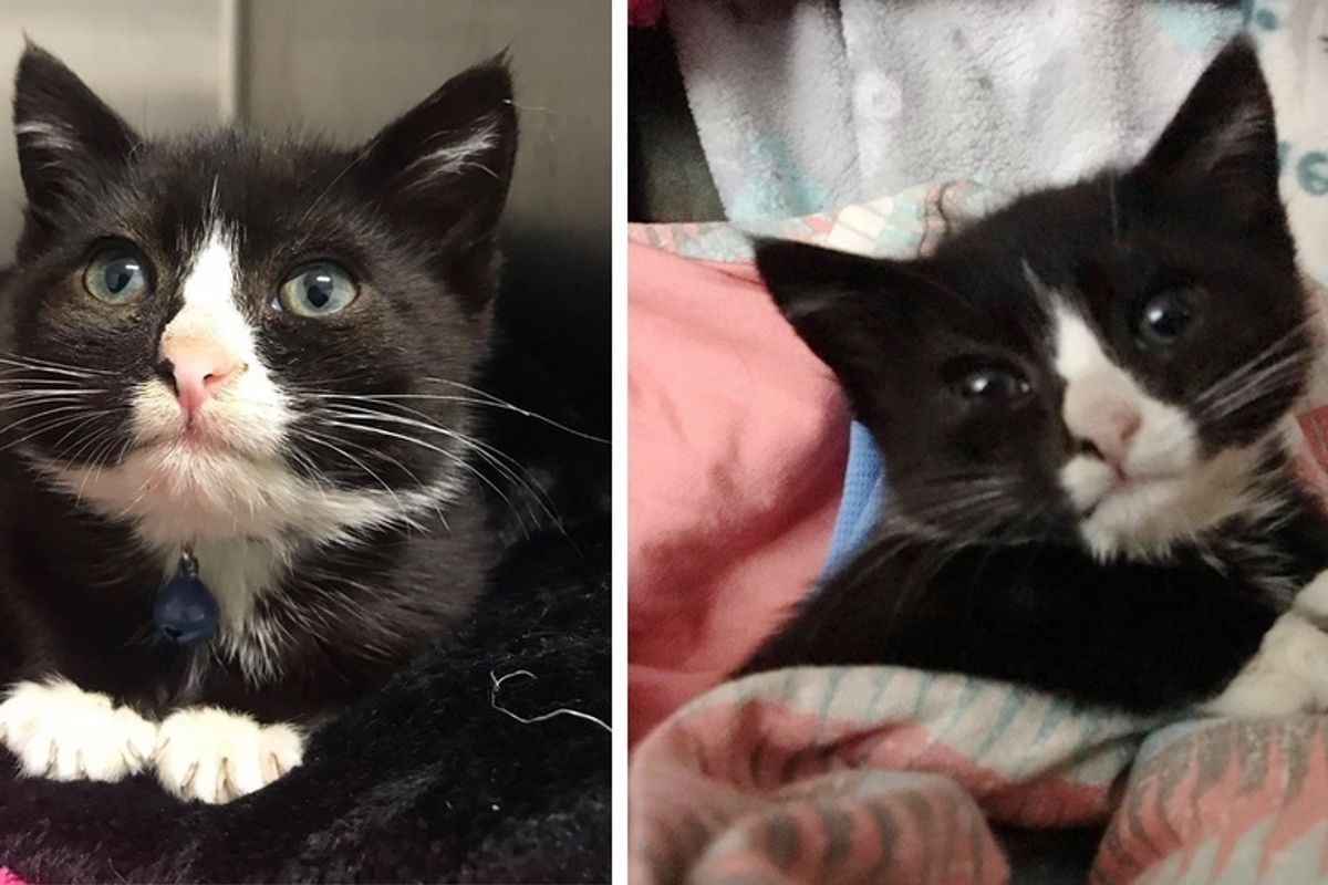 Kitten with Stubby Legs, Dropped off at Shelter, Finds Someone who Never Gives Up on Him