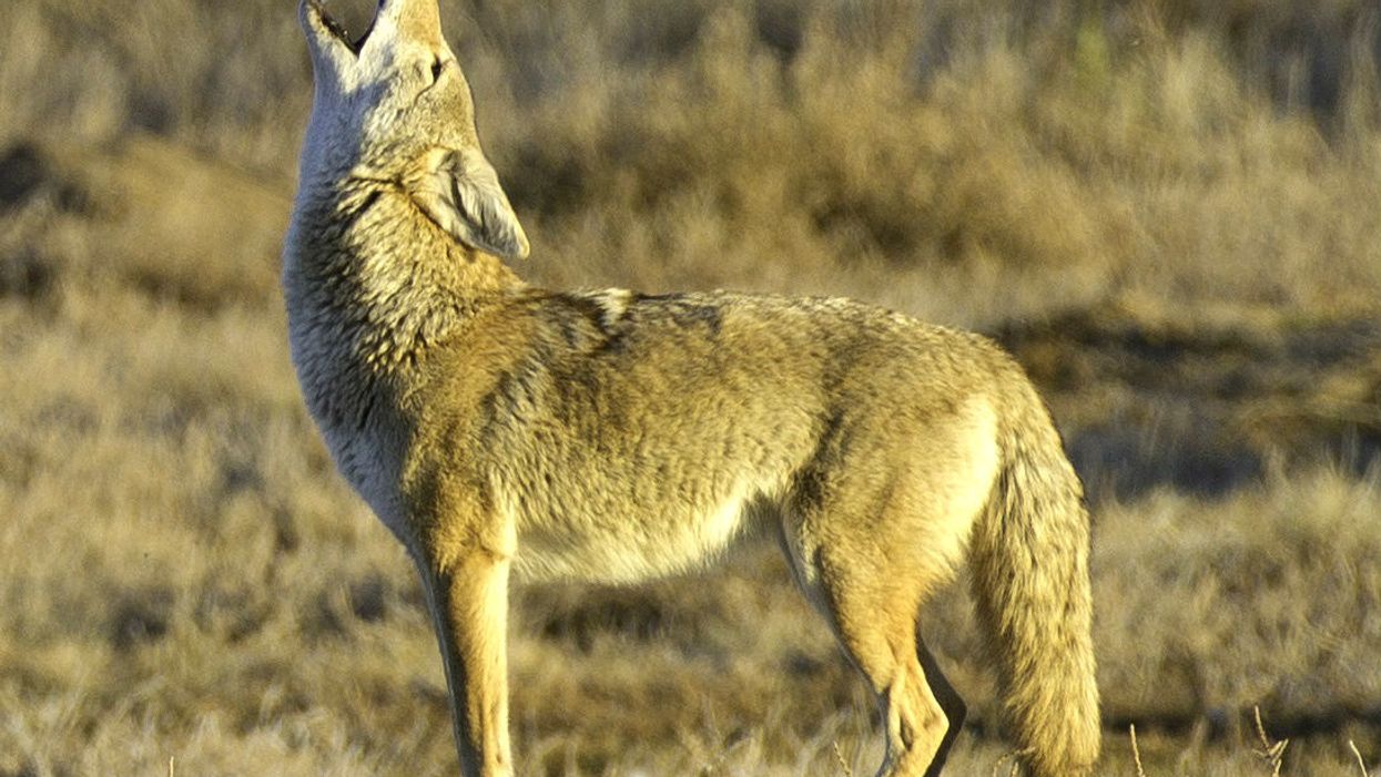 Coyote takes refuge in Nashville convention center restroom, surprising night crew