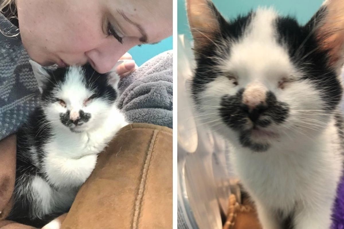 Woman Hears Blind Kitten Meowing to Her at Shelter and Can't Leave Him There