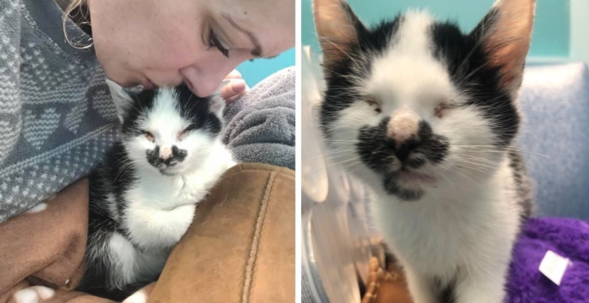 Woman Hears Blind Kitten Meowing to Her at Shelter and Can't Leave Him There