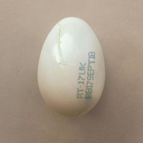 Burberry’s Egg Wants to Break the Internet