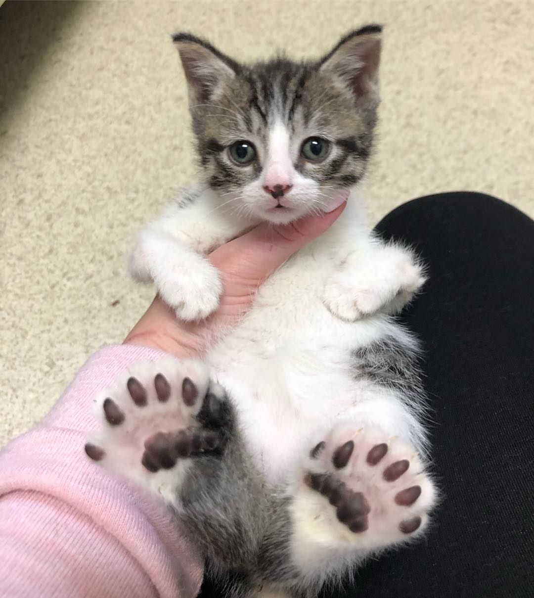 Cat Gets Help for Her Kittens All Born with Large Feet Twisted Legs and Hop Like Kangaroos Love Meow