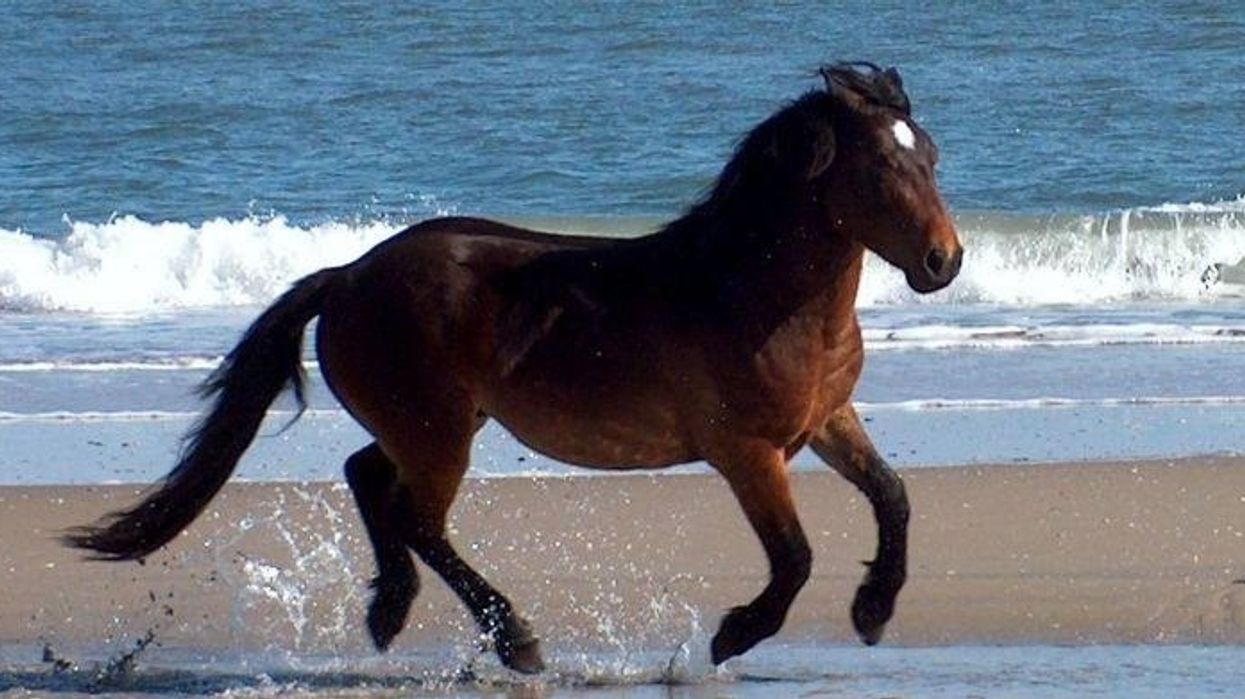One of North Carolina's most beloved wild horses has died and the internet is grieving