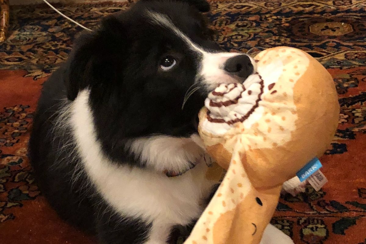 black and white dog with toy in his mouth