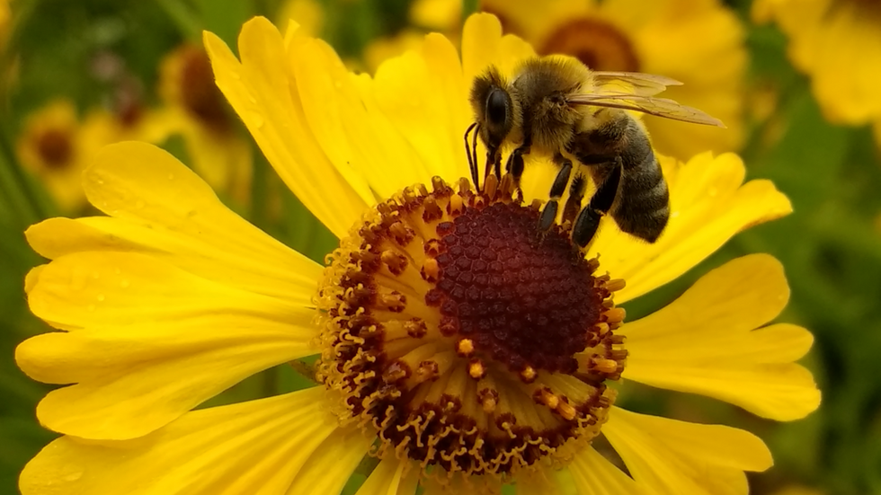 The 10 Most Common Bees, Ranked By Cuteness