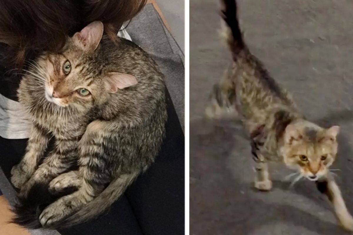 Cat Walks Up to Rescuer and Tells Her He's Done Living on the Streets
