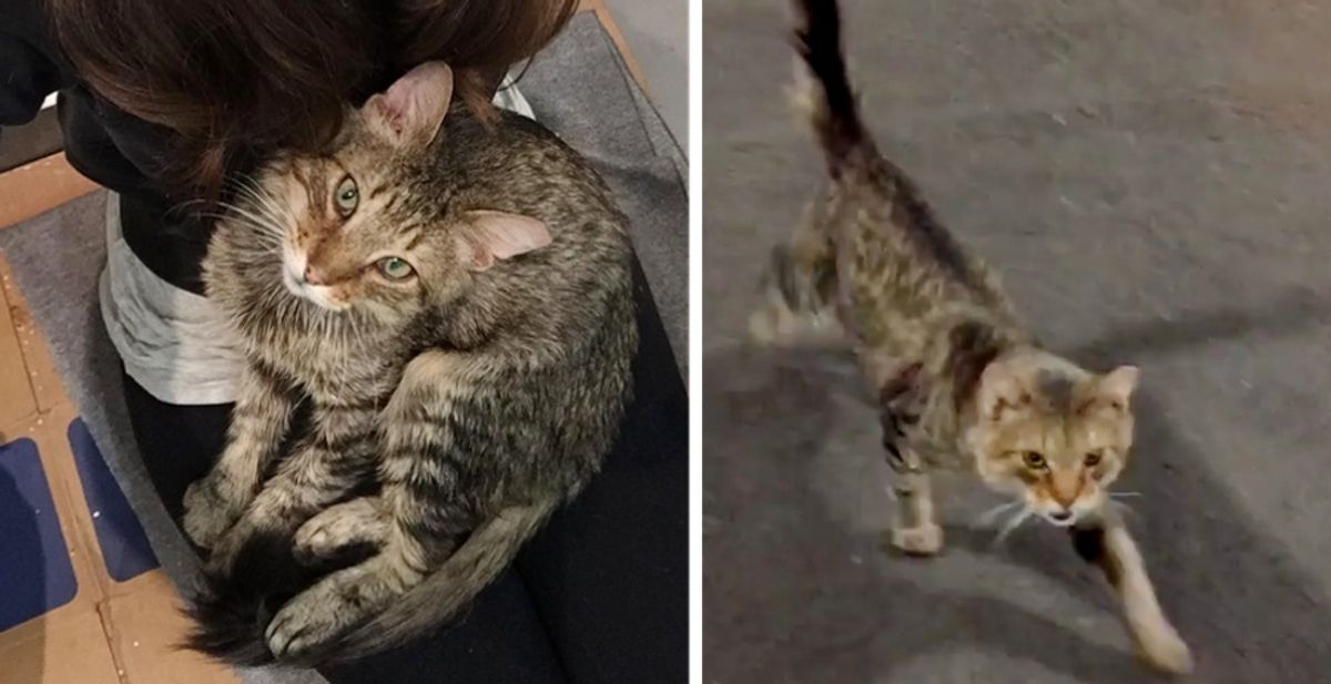 Cat Walks Up to Rescuer and Tells Her He's Done Living on the Streets