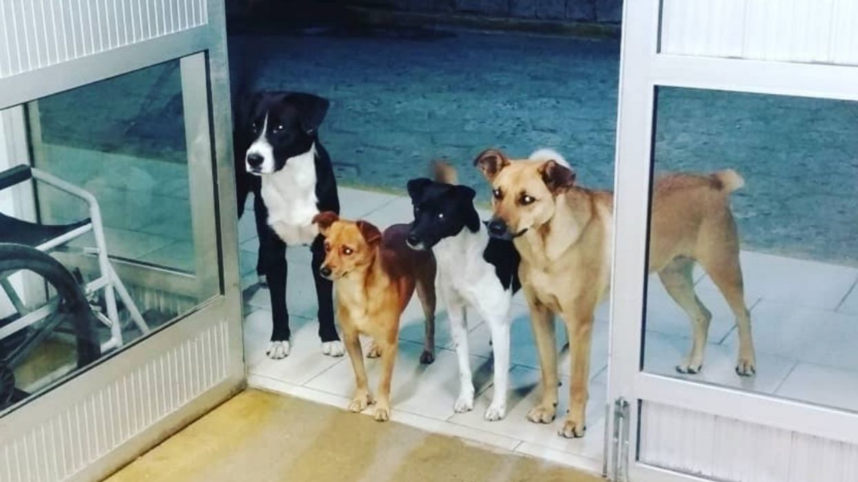 Nurse's Story About Stray Dogs Patiently Wait At Door For Homeless Man After He's Admitted To The Hospital Is Giving Us All The Feels 😭❤️