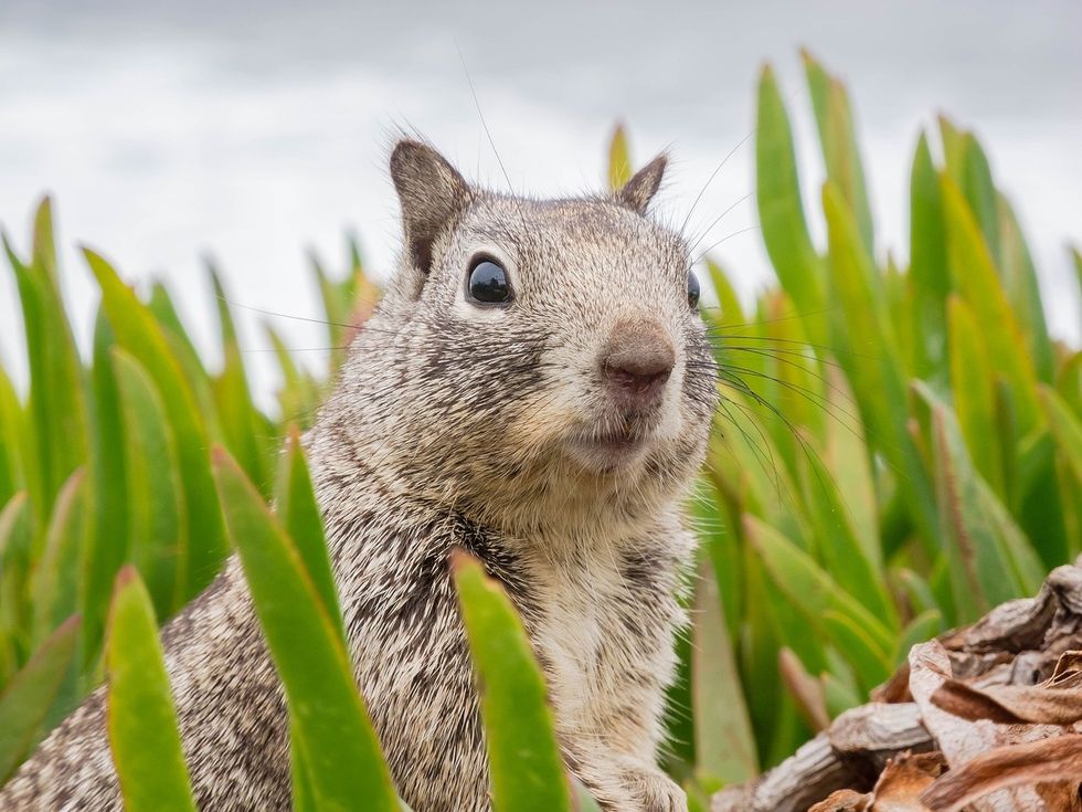 https://pixabay.com/en/surprised-sweet-animal-squirrel-3786845/
