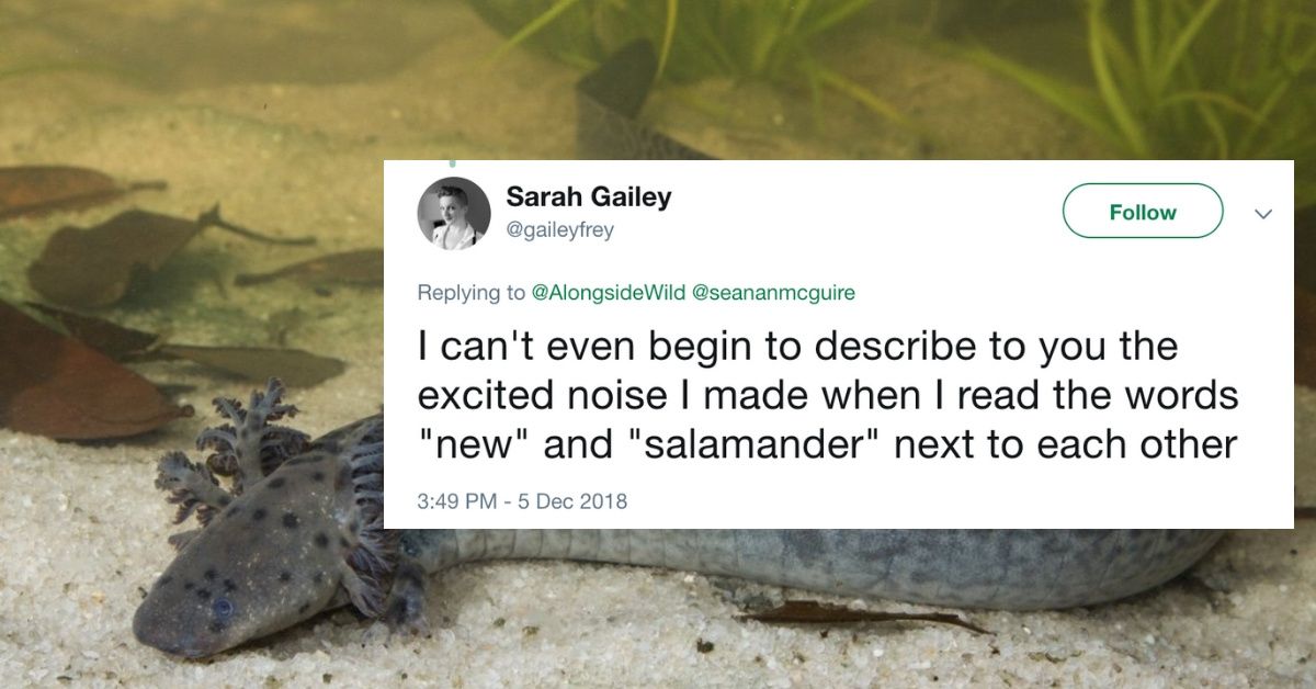 A New Species Of Legless Salamander Was Just Discovered In Florida--And It's Pretty Freaky Looking ðŸ˜®