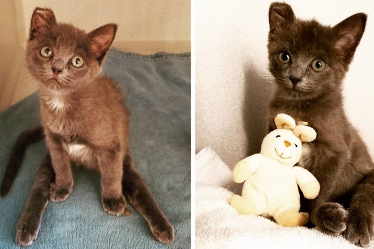 Kitten Who Couldn't Use His Back Legs, Can Feel His Toes Again
