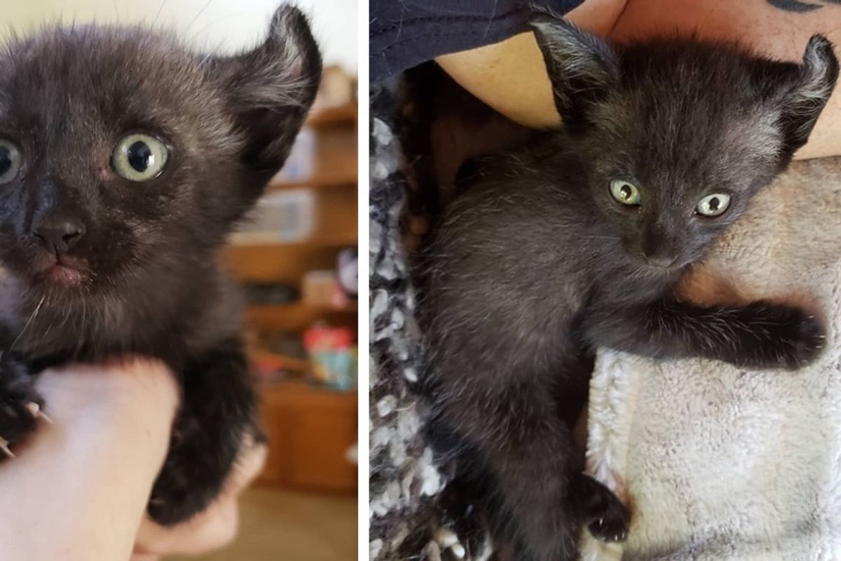 Woman Saves Kitten from Car Engine and Brings Him Back from the Brink - the Kitty Can't Stop Cuddling