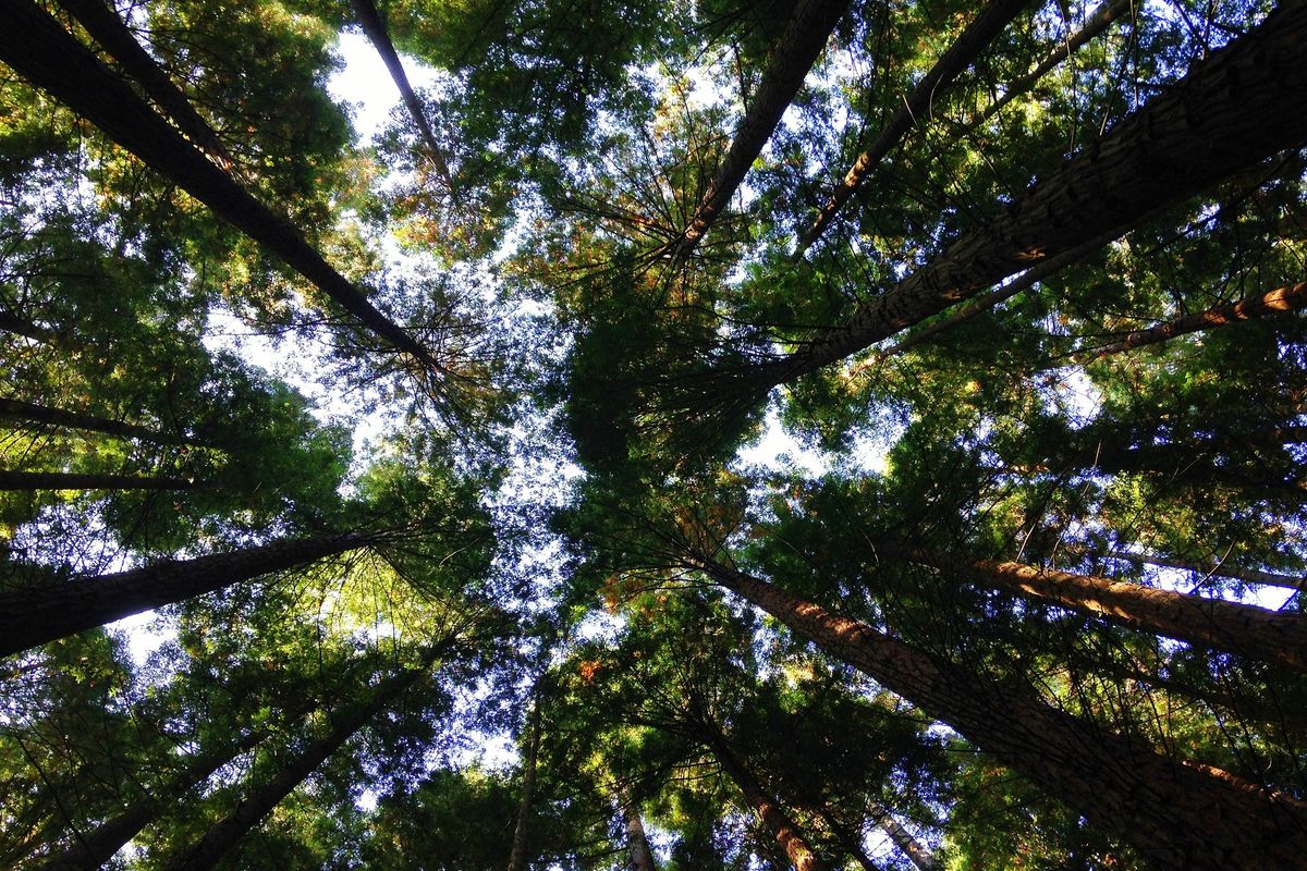 Se pensano solo ai gas, gli ambientalisti fanno male alla Terra