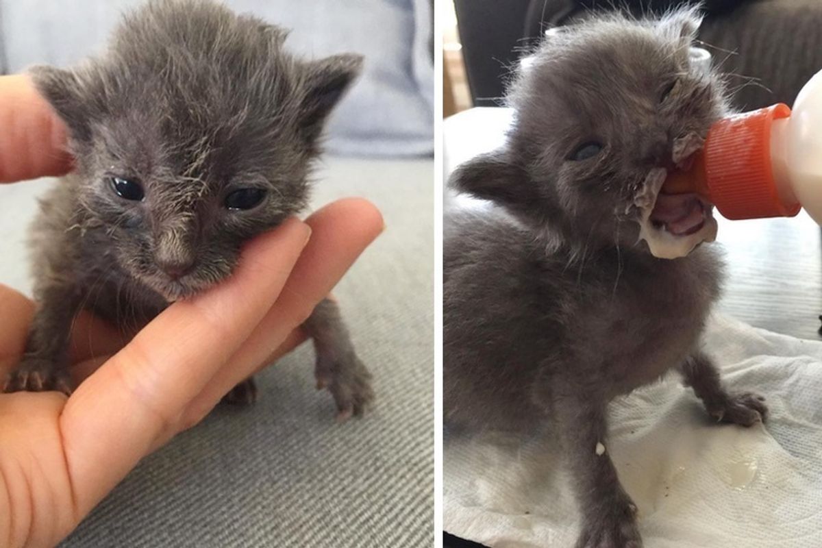Kitten Found Wrapped in a Towel, Never Gave Up and Blossomed into Fluffy Cat