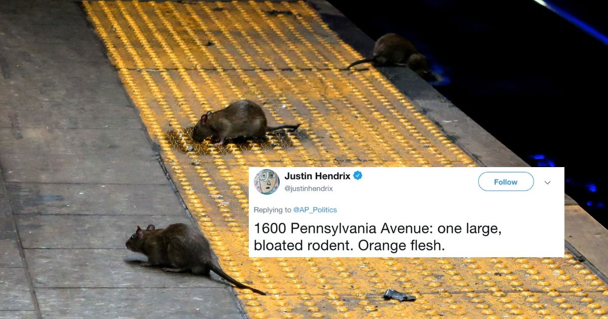 Washington D.C. Is Facing A Major Rat Epidemic—And The Jokes Basically Write Themselves