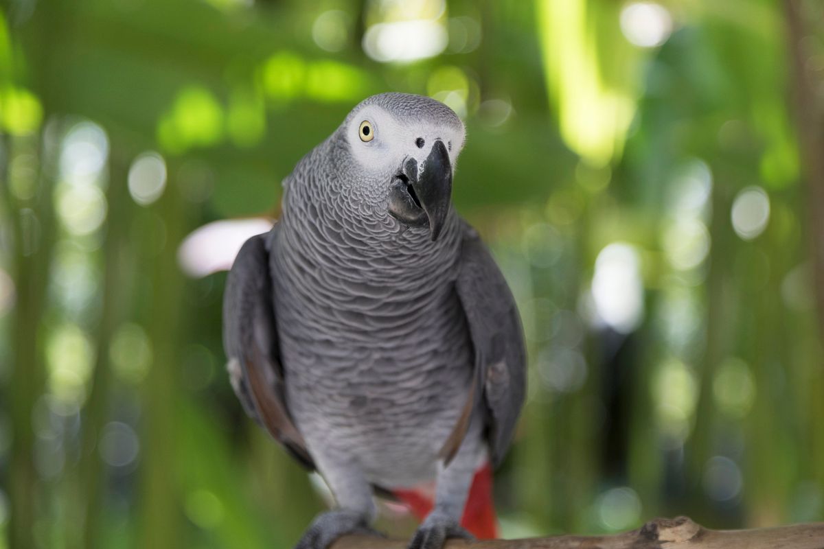 This parrot keeps trying to buy food by speaking to Alexa