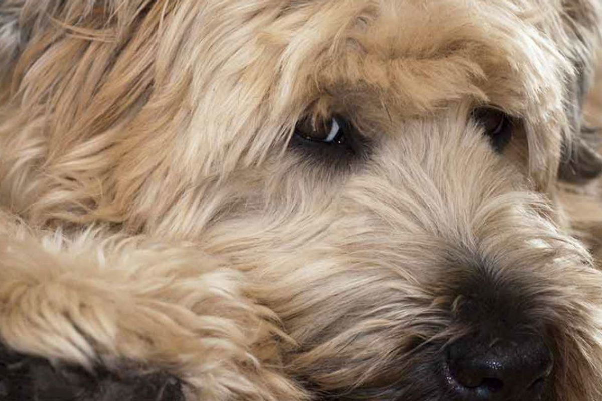 Wheaten Terrier laying down