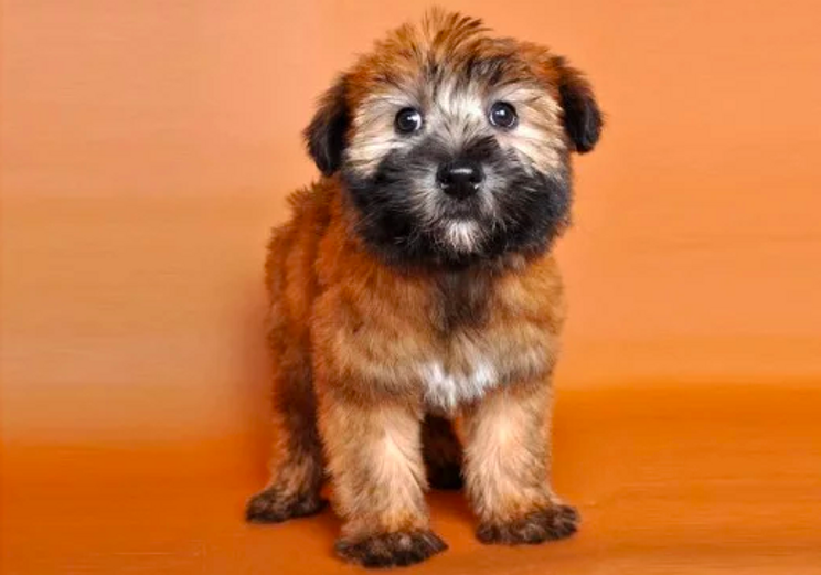 Why Wheaten Terriers are The Best All Around Dogs Topdust