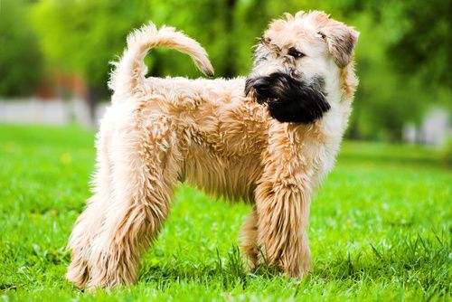 Traditional wheaten clearance terrier cut