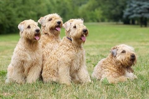 famous wheaten terriers