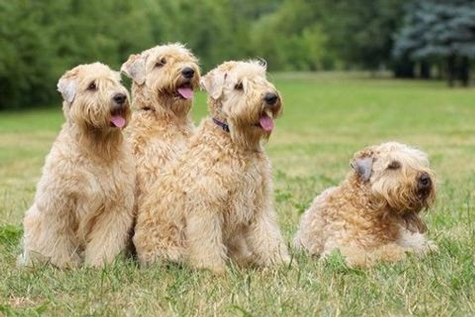 4 Wheaten Terriers
