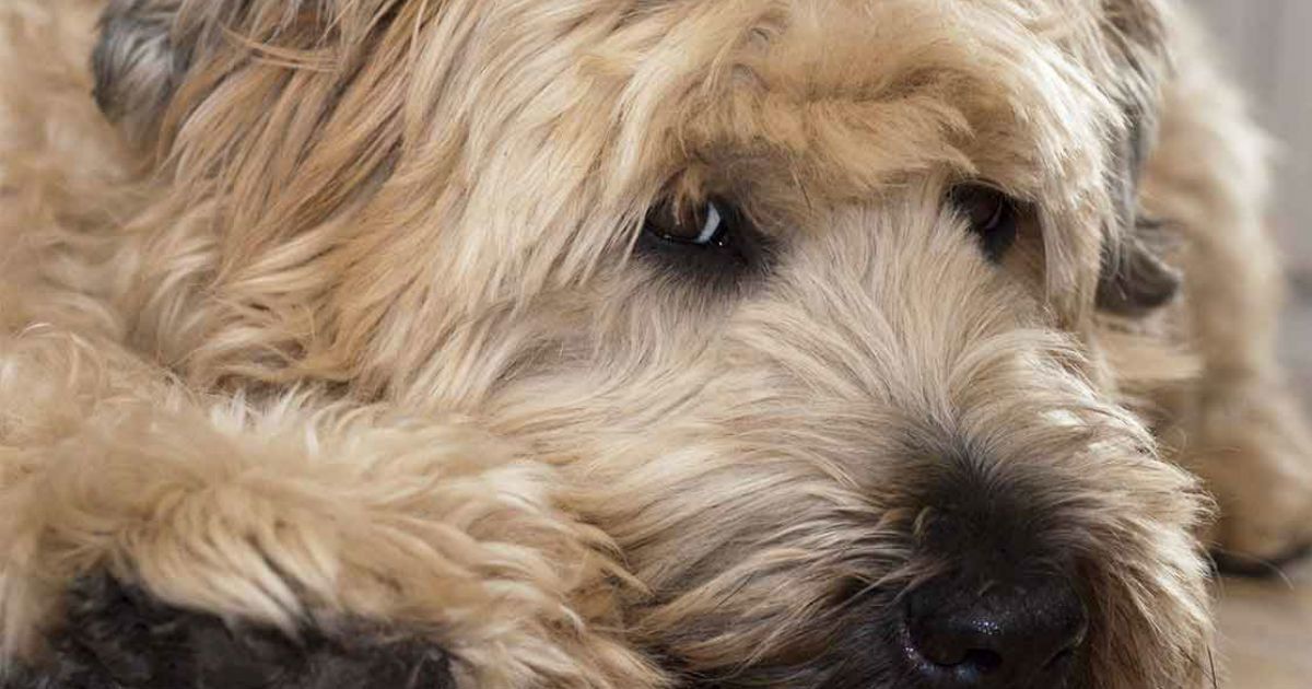 Curly coated hotsell wheaten terrier