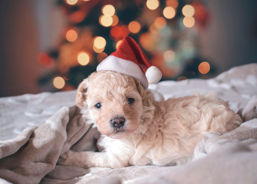 Why You Should Never Give Pets As Christmas Gifts