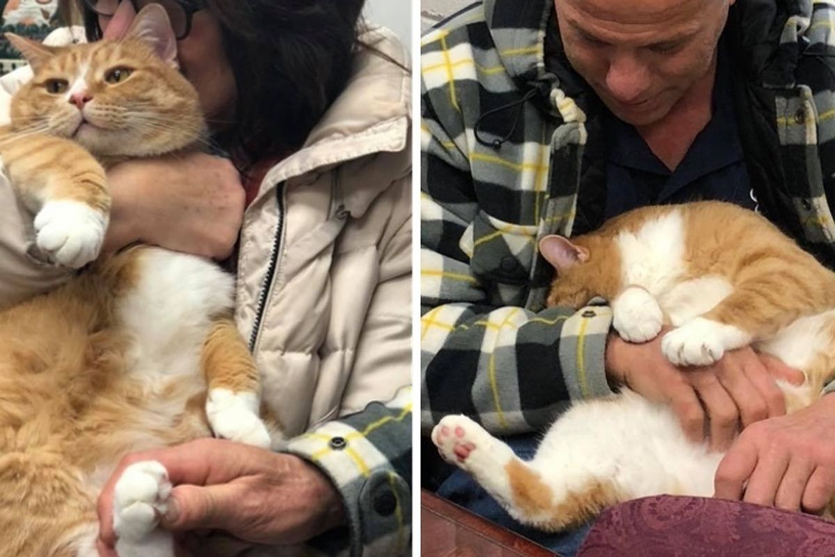 Cat Who Was Rejected for Being a Lap Cat, Finds Family that Loves Him and Can't Stop Cuddling
