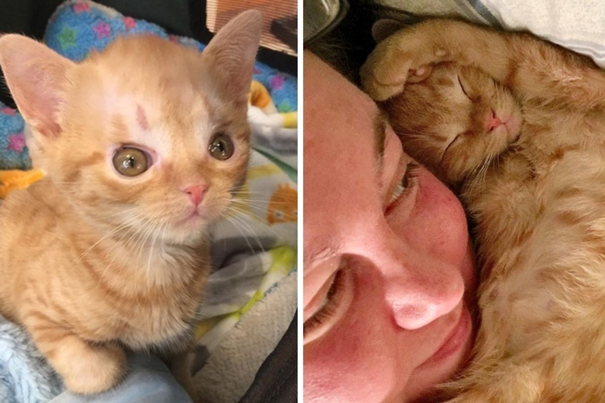 Kitten Born Special Cuddles Her Rescuer Every Day to Help Herself Heal