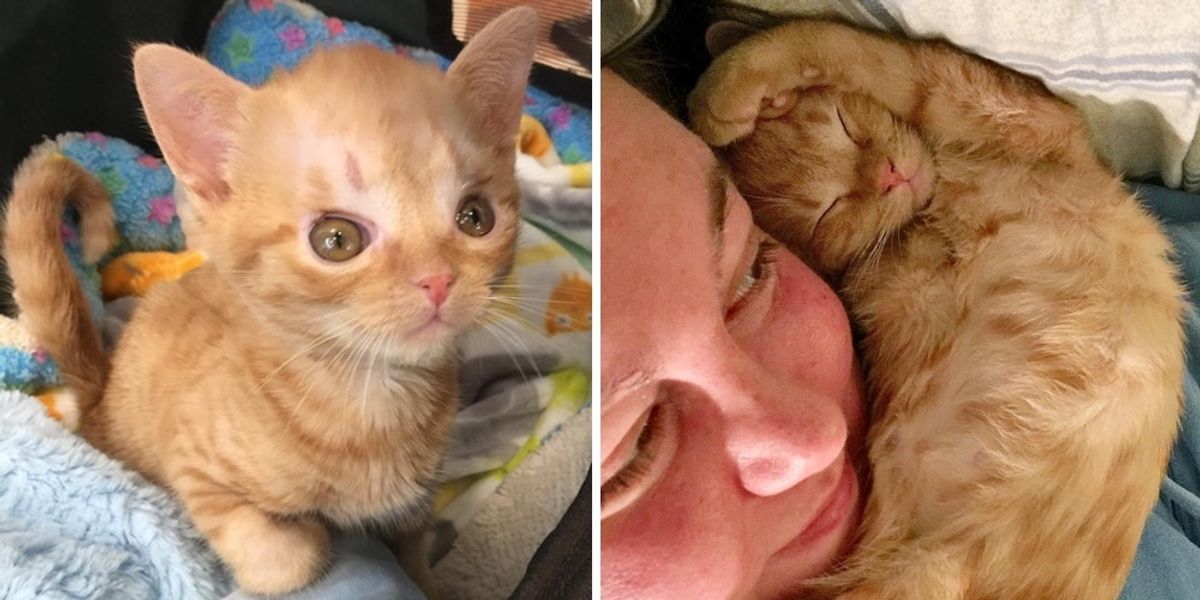 Kitten Born Special Cuddles Her Rescuer Every Day to Help Herself Heal Love Meow