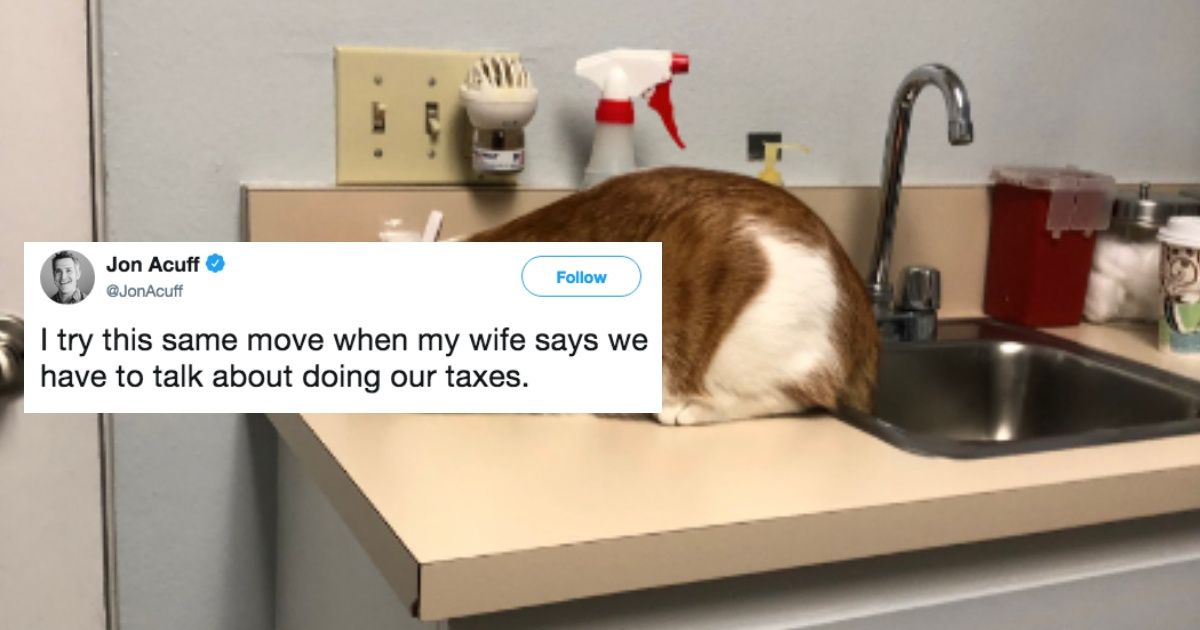 This Cat's Coping Mechanism For Going To The Vet Has The Internet LOLing ðŸ˜¹