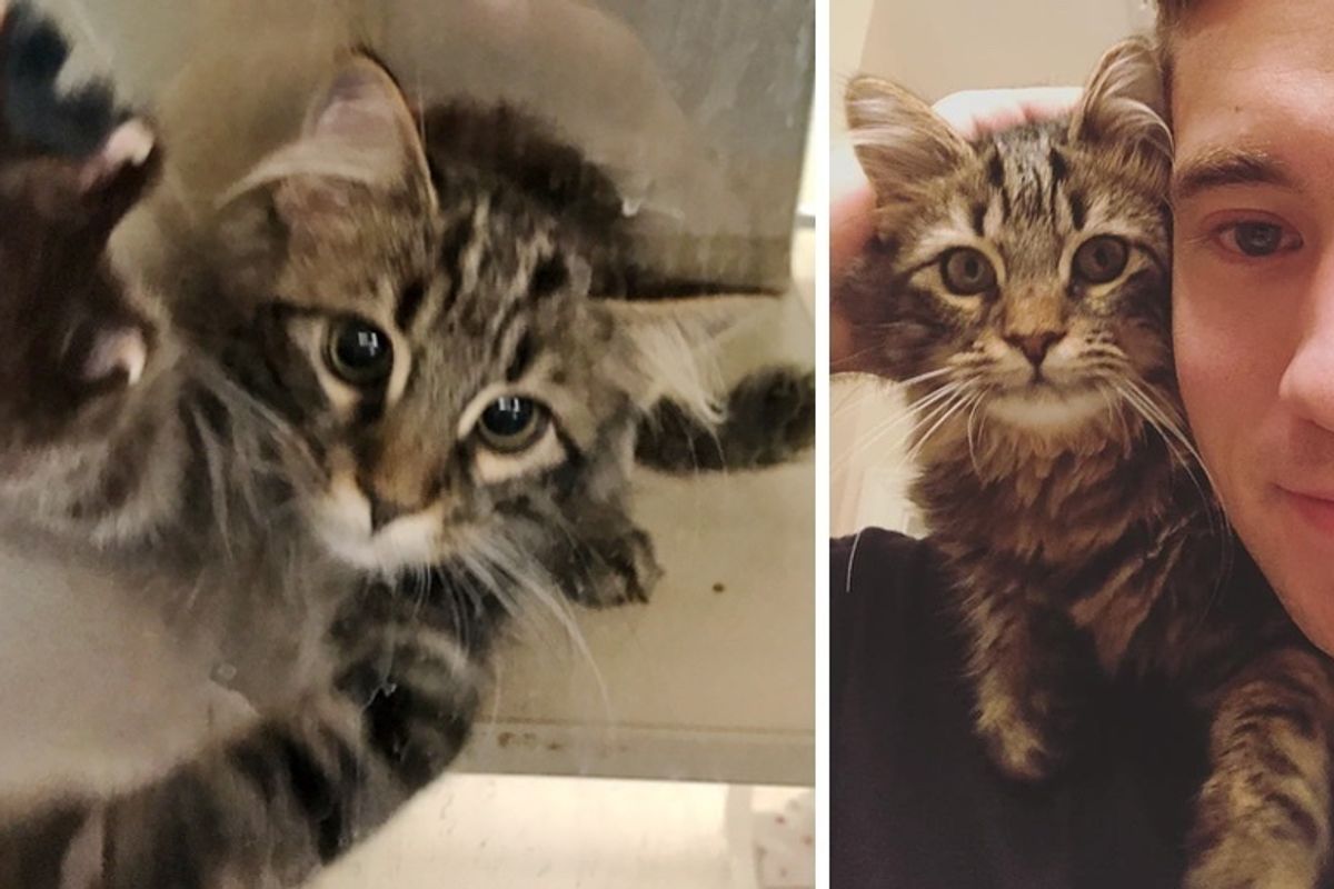 Couple Started Volunteering at Shelter but Found Kitten Waiting for Them