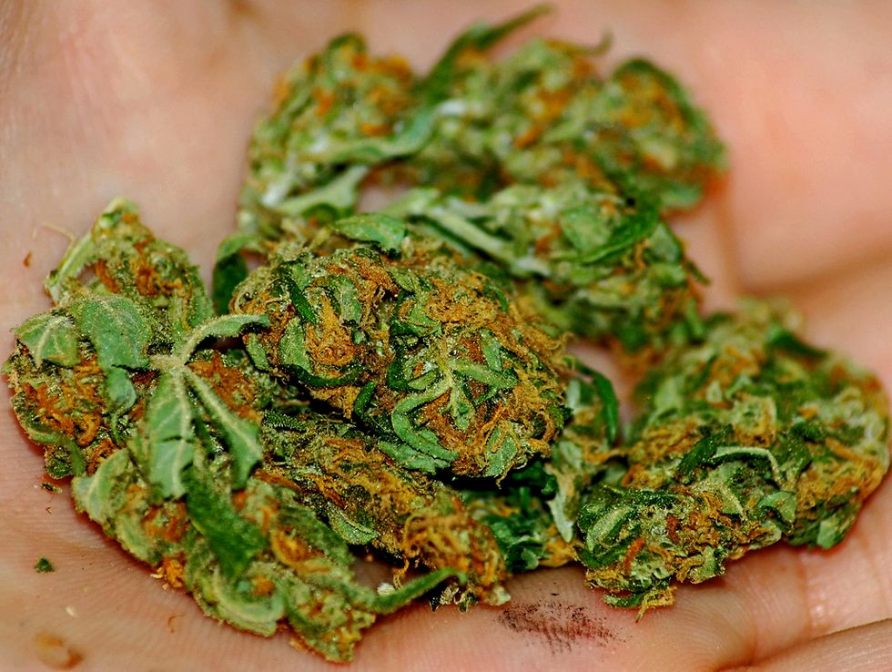 Marijuana Gardens – If It’s Legal, Grow It!