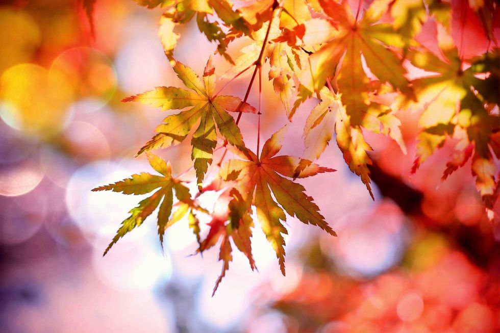 https://www.pexels.com/photo/autumn-autumn-colours-autumn-leaves-beautiful-355302/